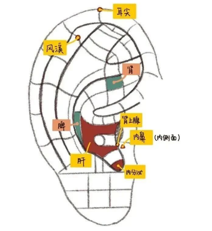 过敏性鼻炎怎么办，耳穴压豆来调理